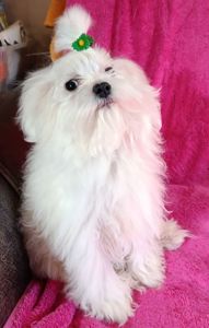 В'язка мальтійська болонка