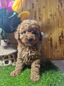 Цуценята той пуделя