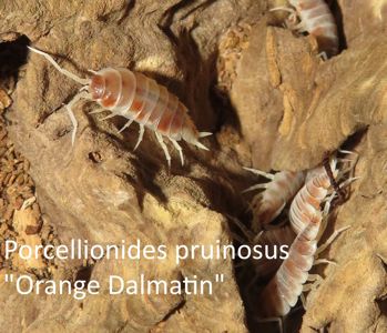 Мокриці, Porcellionides pruinosus, ізоподи різні види