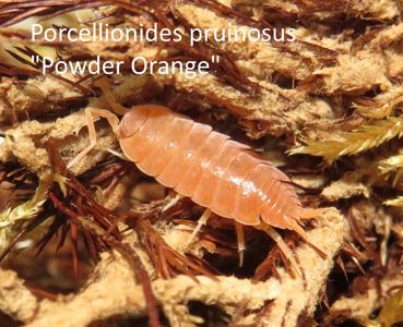 Мокриці, Porcellionides pruinosus, ізоподи різні види