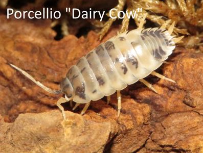 Мокриці Porcellio, Trachelipus, кормові таргани мармурові