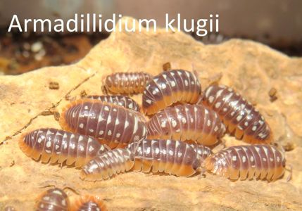 Мокриці Armadillidium, Armadillo