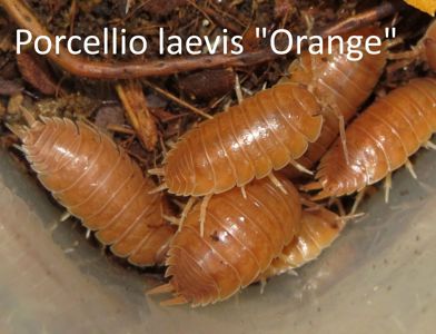 Мокриці Porcellio, Trachelipus, кормові таргани мармурові