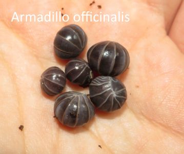 Мокриці Armadillidium, Armadillo