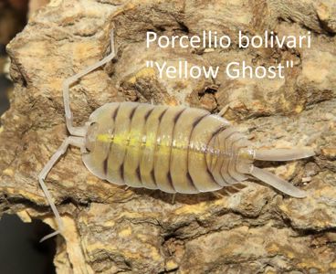 Мокриці Porcellio bolivari "Yellow Ghost"