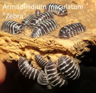 Мокриці Armadillidium, Armadillo