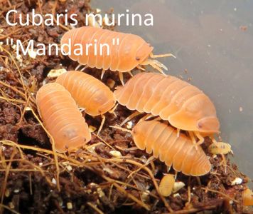 Мокриці Porcellio laevis “Orange”