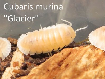 Мокриці Cubaris