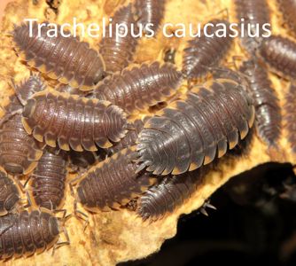 Мокриці Porcellio, Trachelipus, кормові таргани мармурові