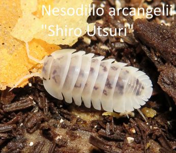 Мокриці Cristarmadillidium, Nesodillo