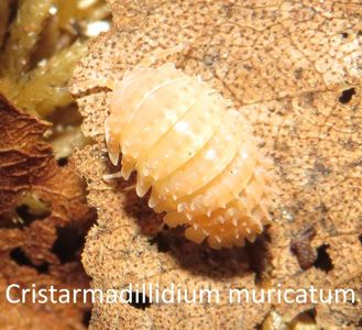 Мокриці Cristarmadillidium, Nesodillo