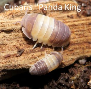 Мокриці Cubaris