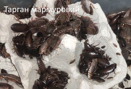 Мокриці Porcellio, Trachelipus, кормові таргани мармурові