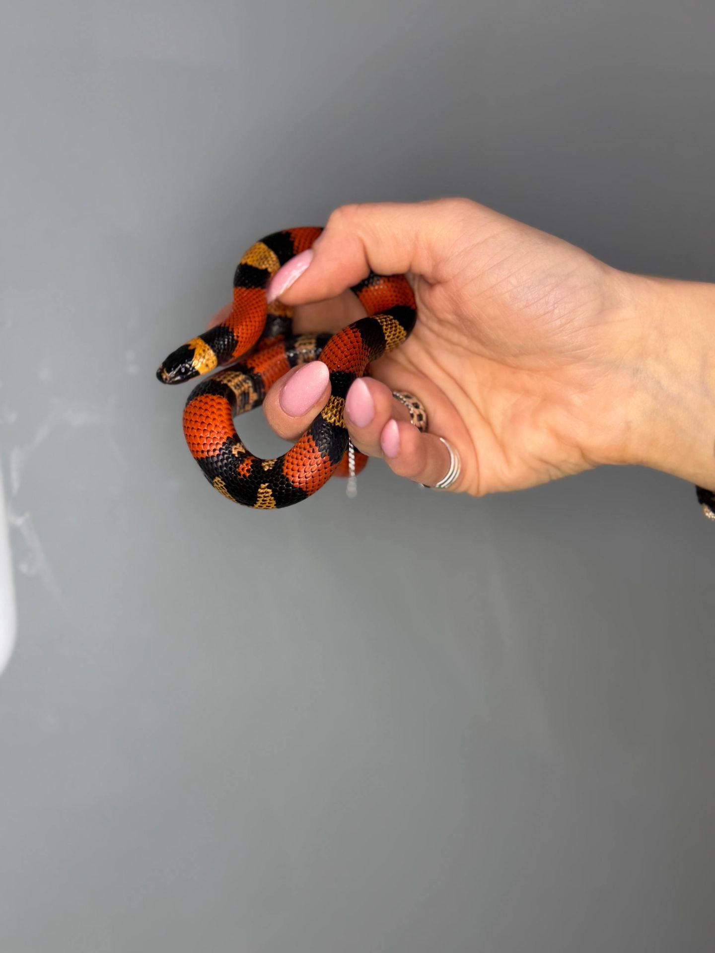 Ручная яркая змея для новичка королевская молочная гондурасская змея