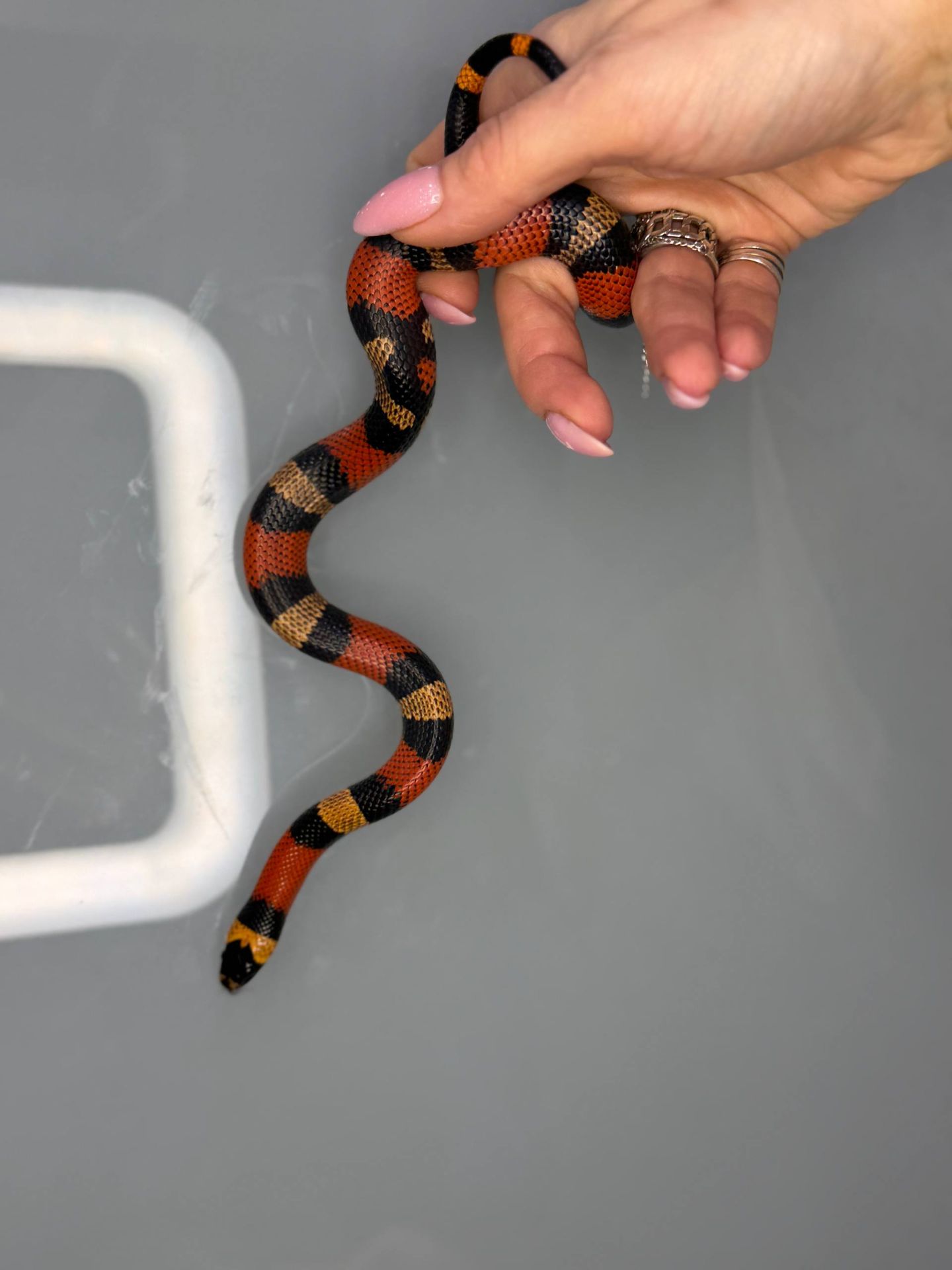 Ручная яркая змея для новичка королевская молочная гондурасская змея