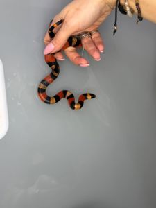 Ручная яркая змея для новичка королевская молочная гондурасская змея