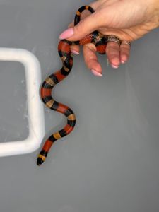 Ручная яркая змея для новичка королевская молочная гондурасская змея
