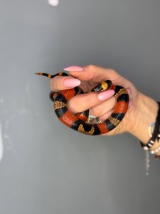 Ручная яркая змея для новичка королевская молочная гондурасская змея