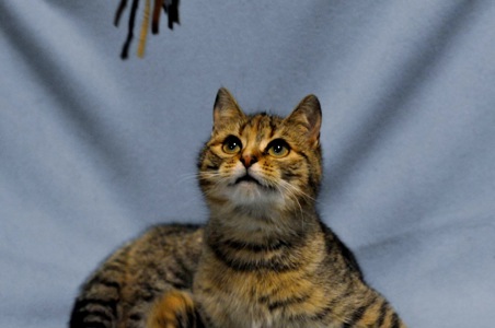 Кошеня Ласка