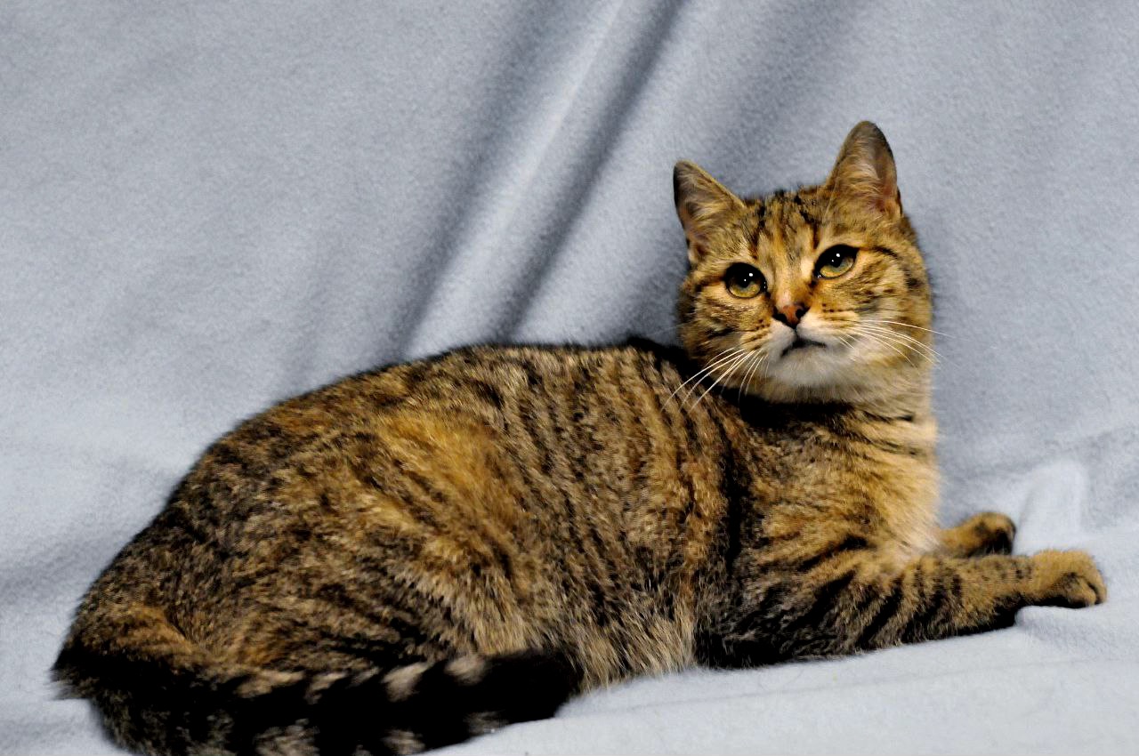 Кошеня Ласка