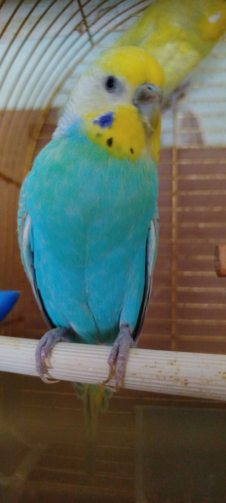 Хвилясті папуги, райдужні