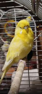 Хвилясті папуги, райдужні