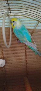 Хвилясті папуги, райдужні