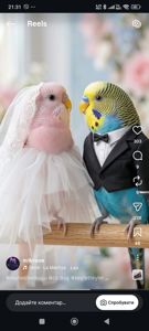 Хвилясті папуги, райдужні