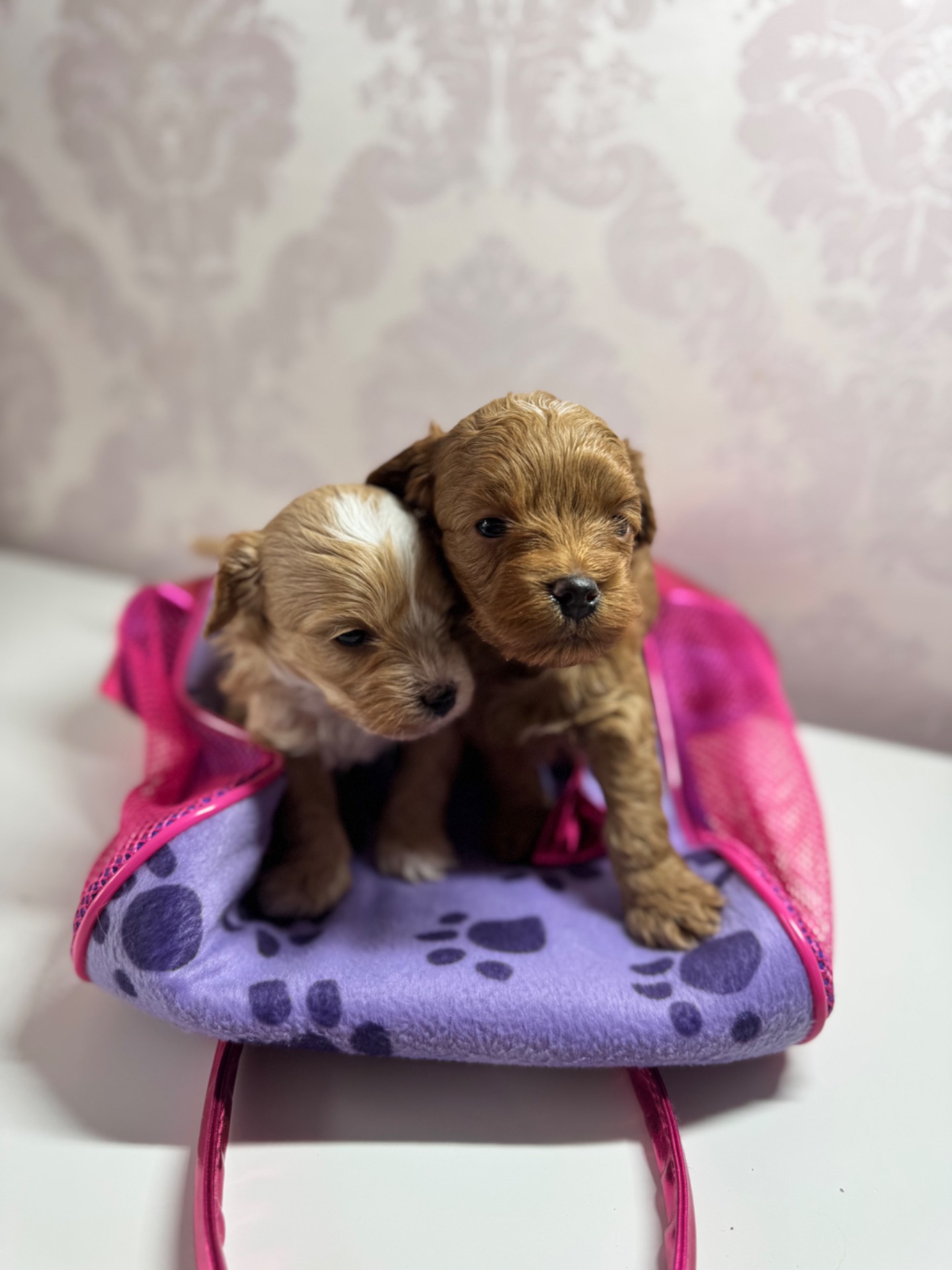 Хлопчик мальтипу