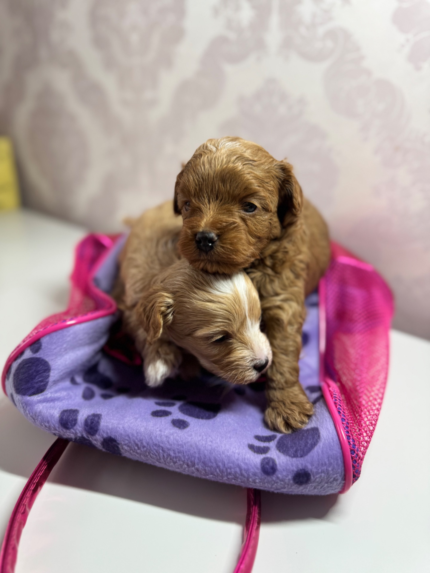 Мальтіпу дівчатка і хлопчики