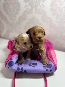 Хлопчик мальтипу