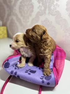 Хлопчик мальтипу