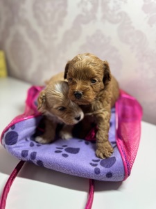 Мальтіпу дівчатка і хлопчики