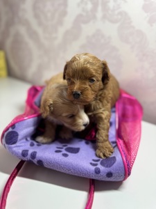 Мальтіпу дівчатка і хлопчики