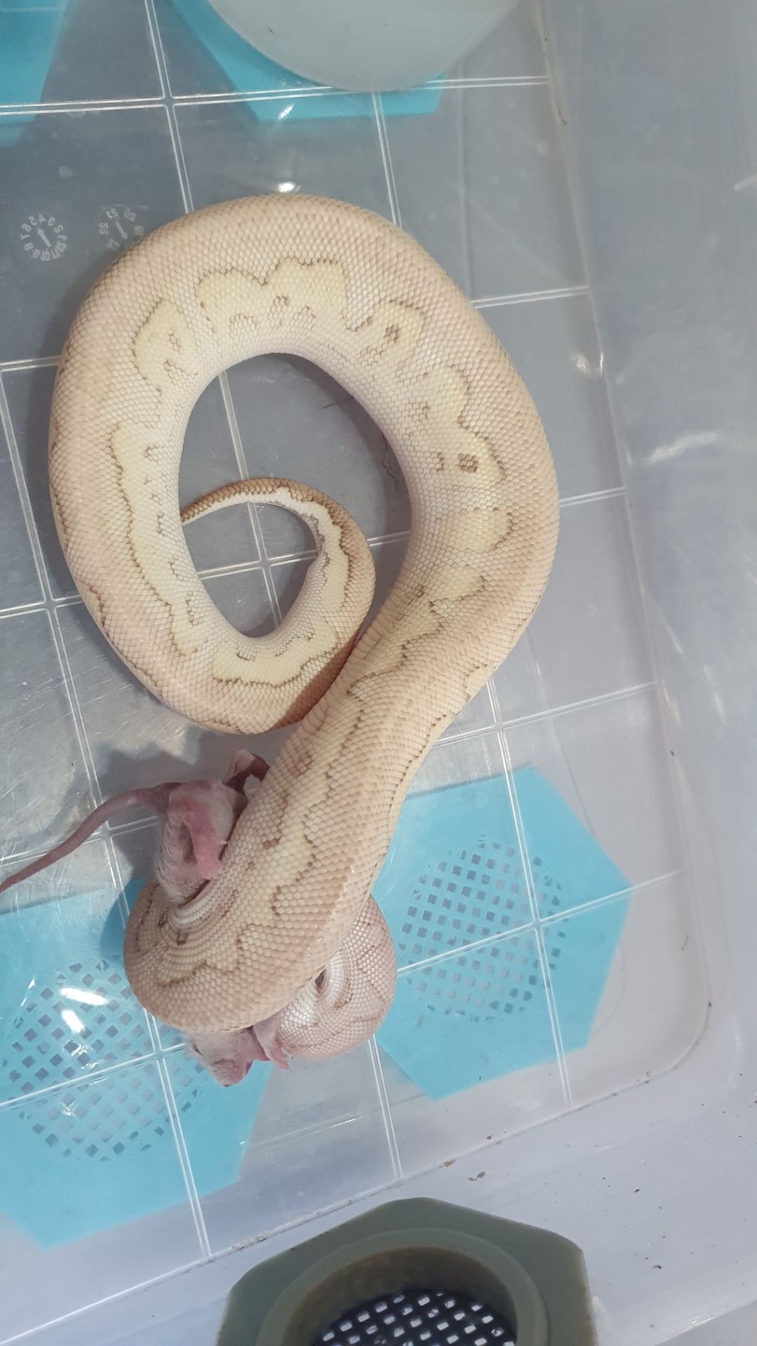 Королівський пітон