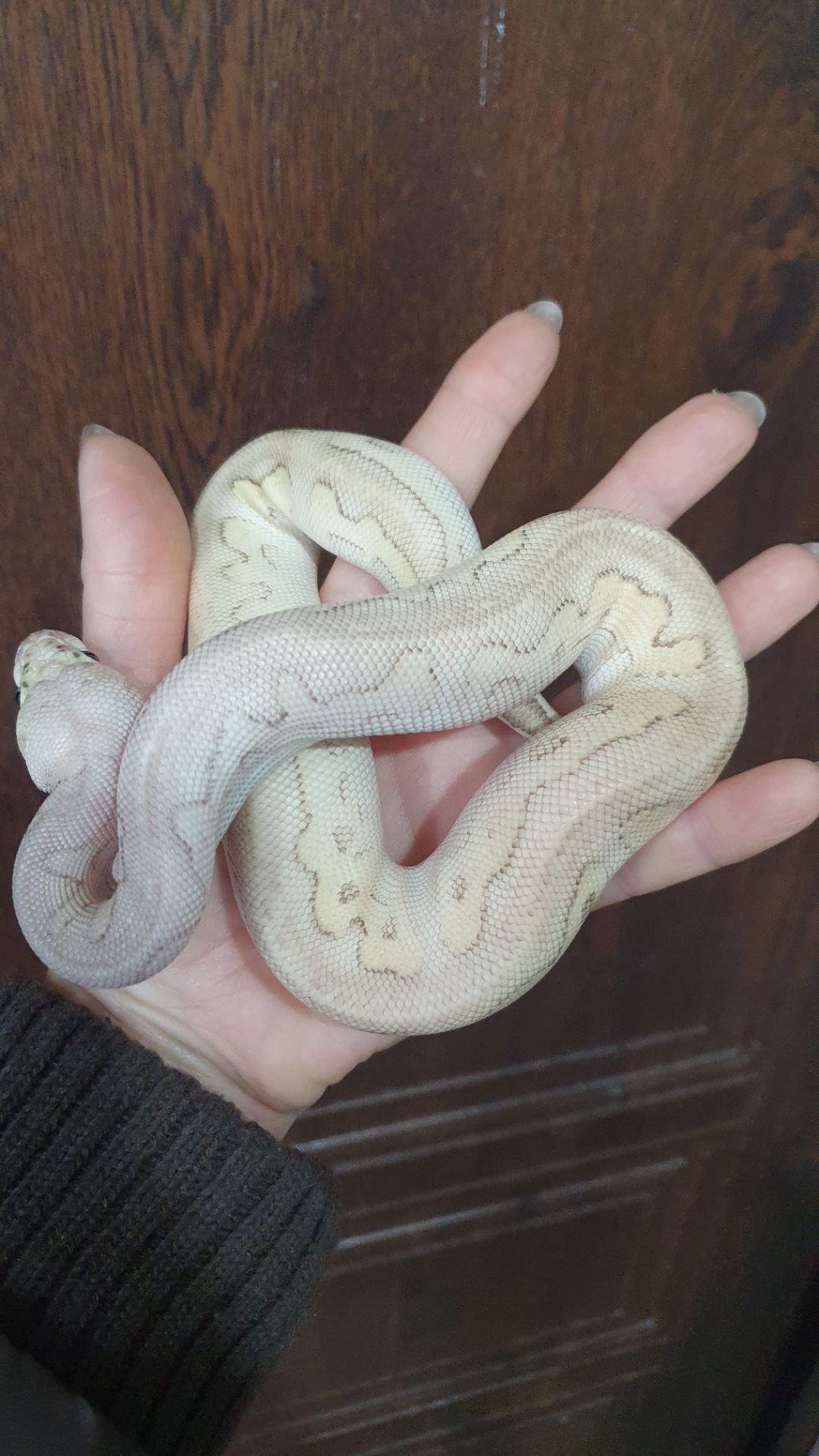 Королівський пітон