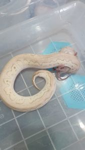 Королівський пітон