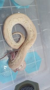 Королівський пітон