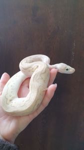 Королівський пітон