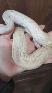 Королівський пітон