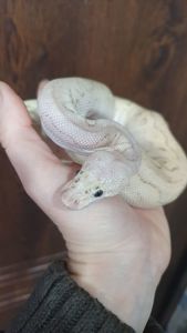 Королівський пітон