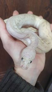 Королівський пітон