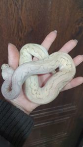 Королівський пітон