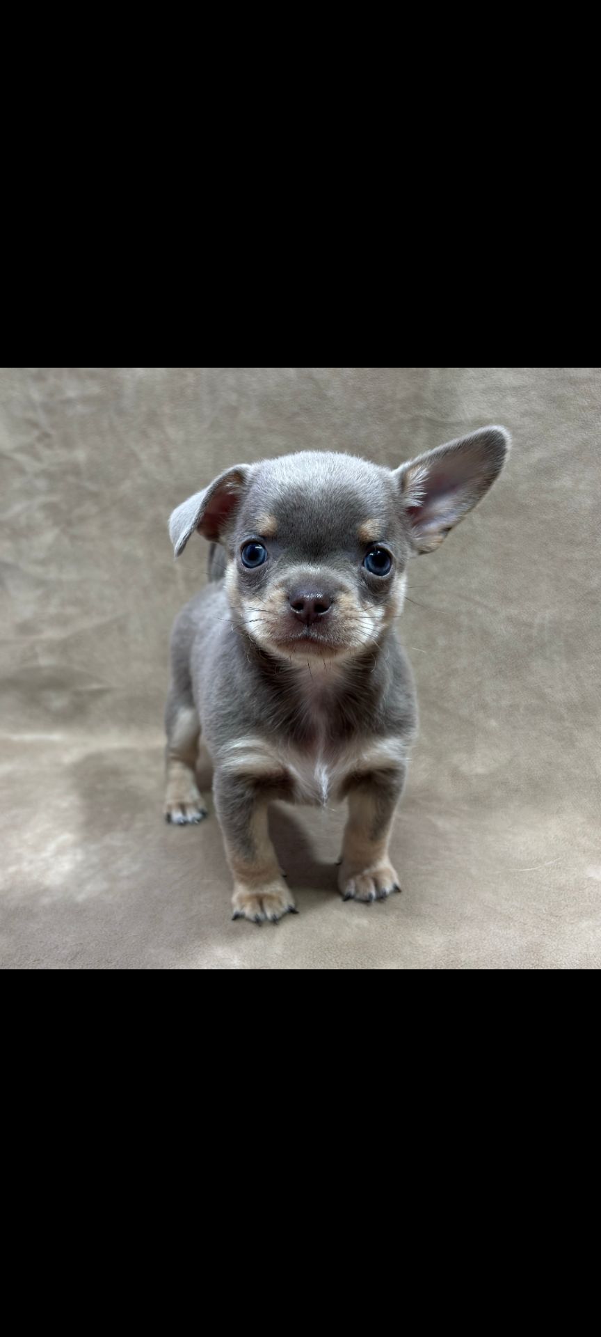 хлопчик чіхуахуа компактного коббі-типу