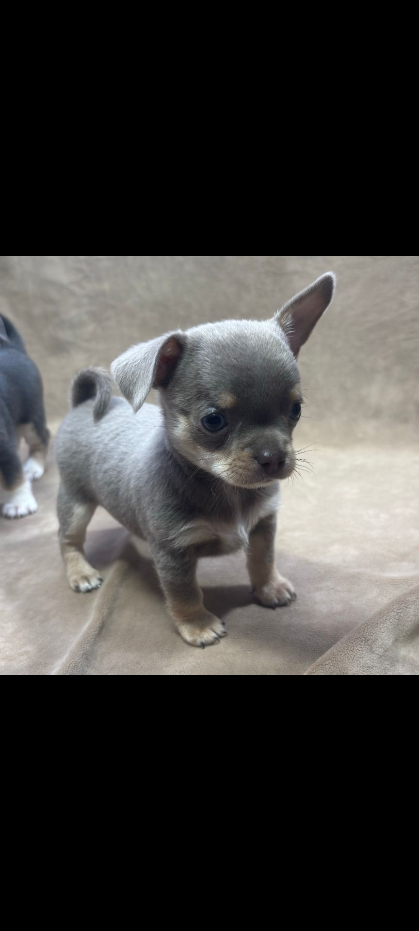 хлопчик чіхуахуа компактного коббі-типу