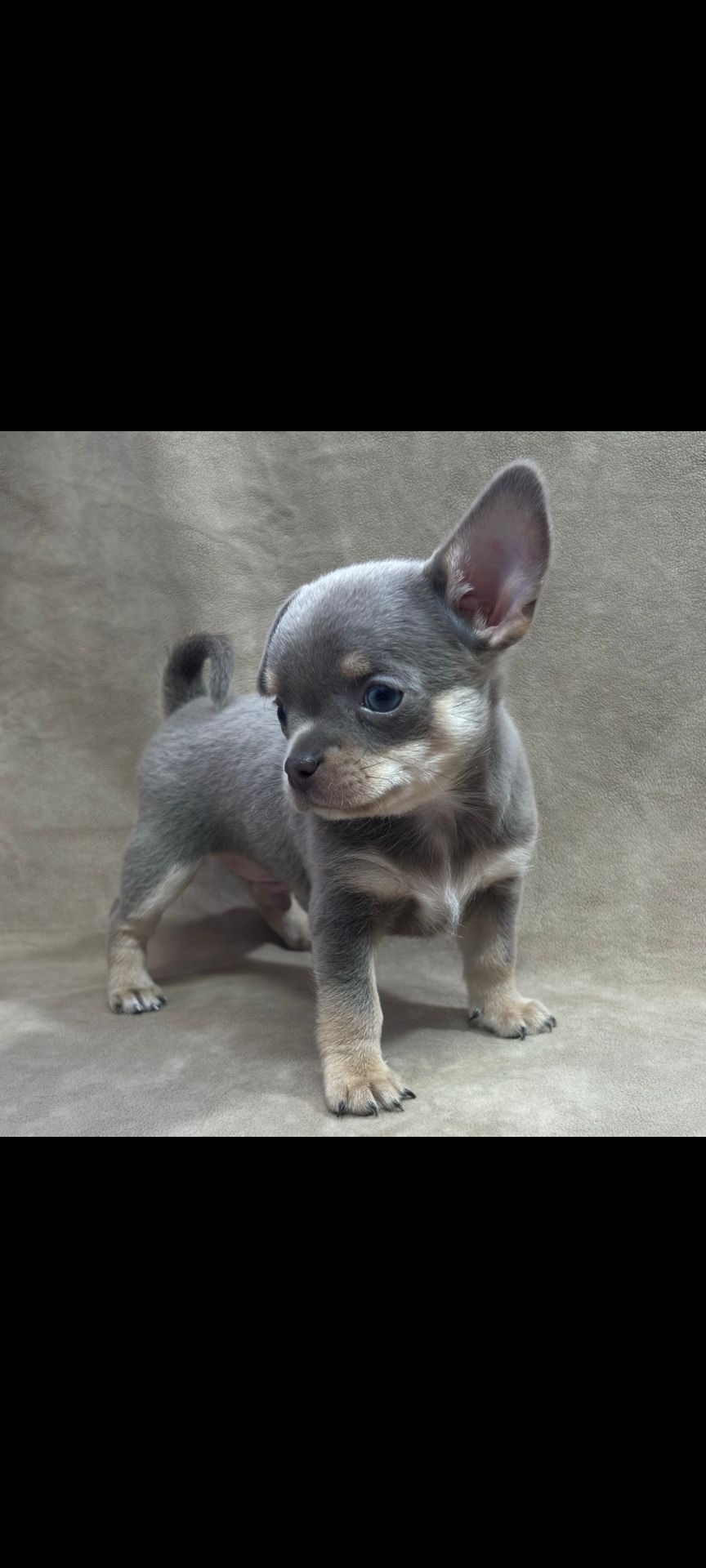 хлопчик чіхуахуа компактного коббі-типу