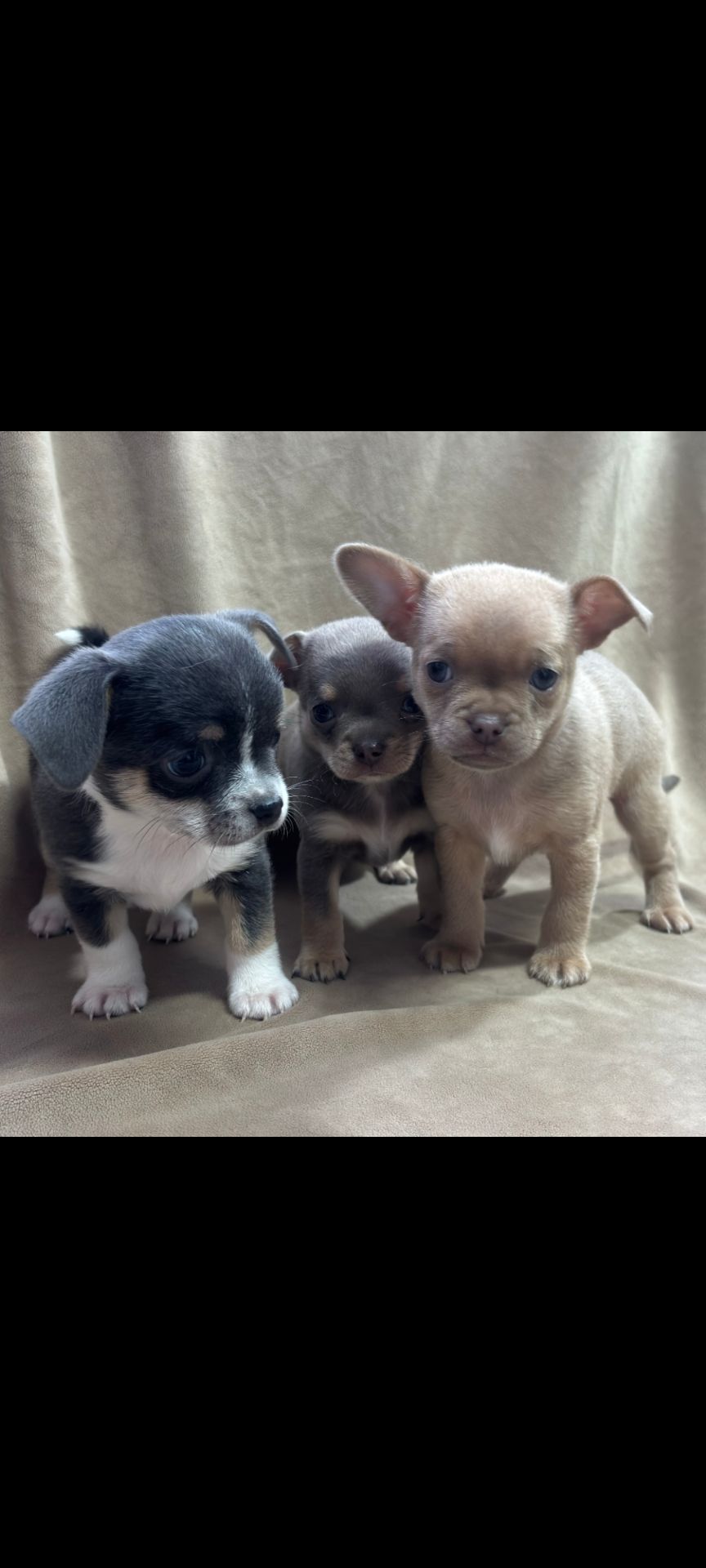 хлопчик чіхуахуа компактного коббі-типу