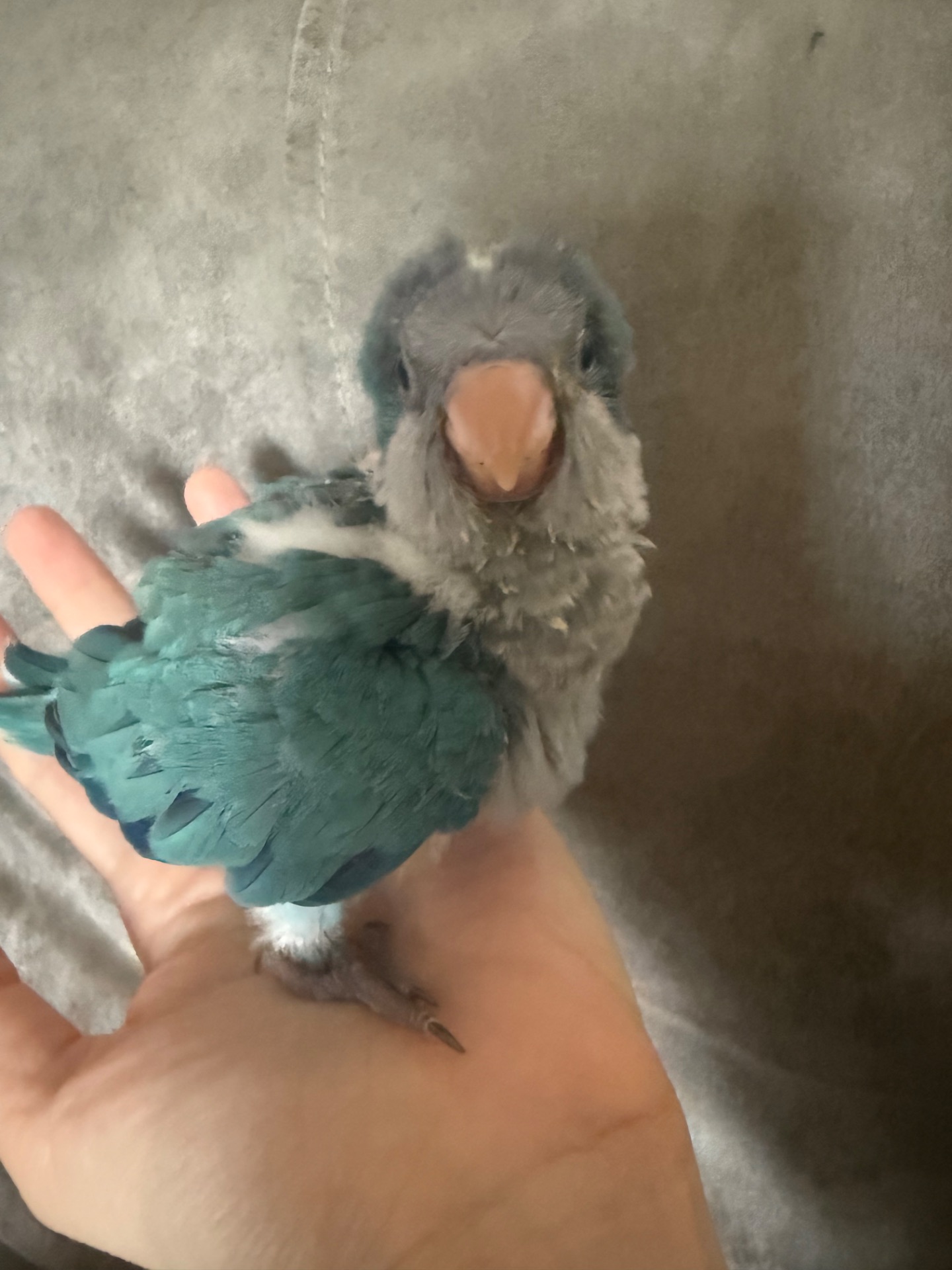 Монах Калита выкормыш