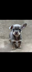 хлопчик чіхуахуа компактного коббі-типу