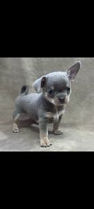 хлопчик чіхуахуа компактного коббі-типу